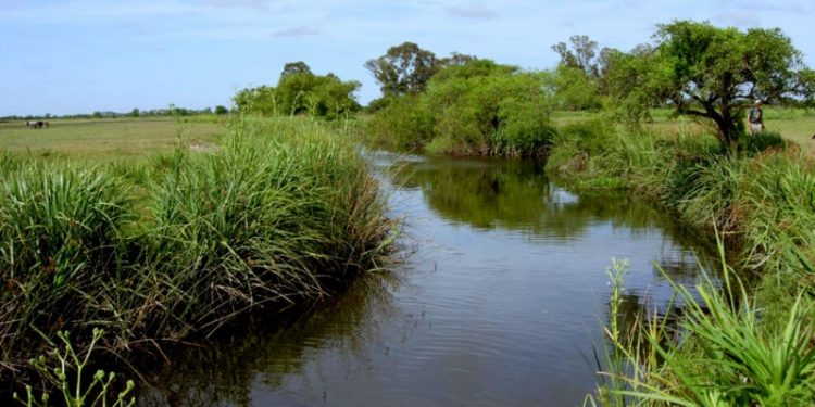“El modelo de desarrollo forestal para el pastizal natural ha sido perjudicial”