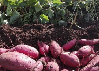 La producción local de zapallo y boniato busca dar batalla frente a la importación