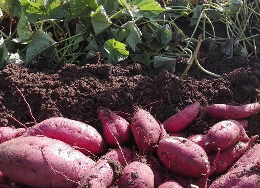 La producción local de zapallo y boniato busca dar batalla frente a la importación