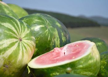 La sandía enfrenta los bajos precios y la sobreabundancia de lluvias