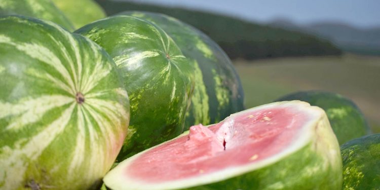 La sandía enfrenta los bajos precios y la sobreabundancia de lluvias