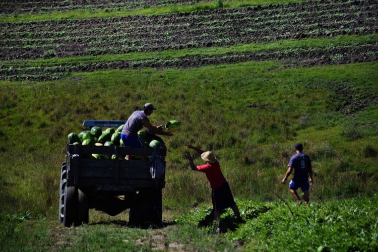 La sandía enfrenta los bajos precios y la sobreabundancia de lluvias
