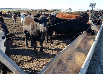 El veterinario Juan Domenech destacó la viabilidad de los corrales