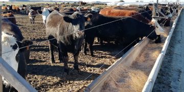 El veterinario Juan Domenech destacó la viabilidad de los corrales