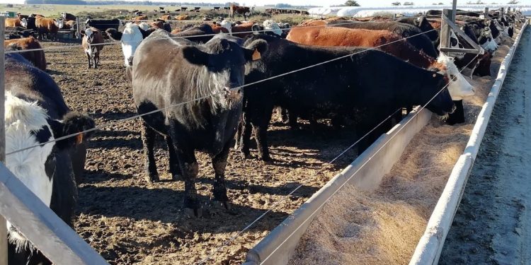 El veterinario Juan Domenech destacó la viabilidad de los corrales
