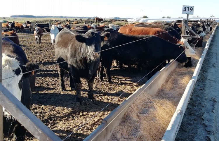 El veterinario Juan Domenech destacó la viabilidad de los corrales