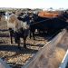 El veterinario Juan Domenech destacó la viabilidad de los corrales