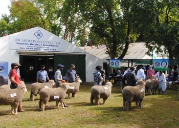 Con buena concurrencia se llevó a cabo la  Expo Ovina de Melo