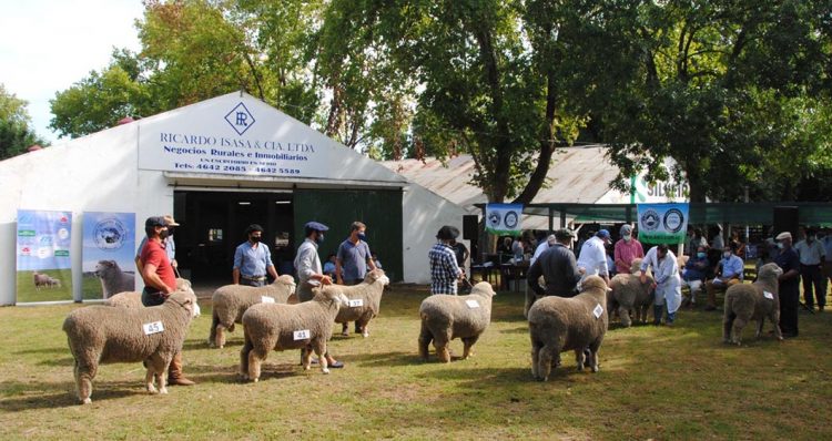 Con buena concurrencia se llevó a cabo la  Expo Ovina de Melo