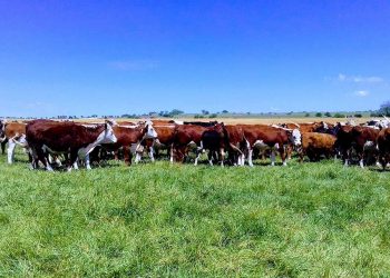 Con una nueva suba en el valor de las haciendas, el mercado continúa demandado y firme