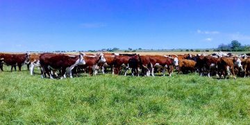 Con una nueva suba en el valor de las haciendas, el mercado continúa demandado y firme