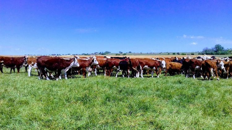 Con una nueva suba en el valor de las haciendas, el mercado continúa demandado y firme