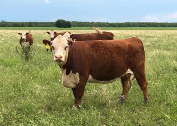 La escasa oferta fortalece los valores del ganado