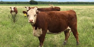 La escasa oferta fortalece los valores del ganado