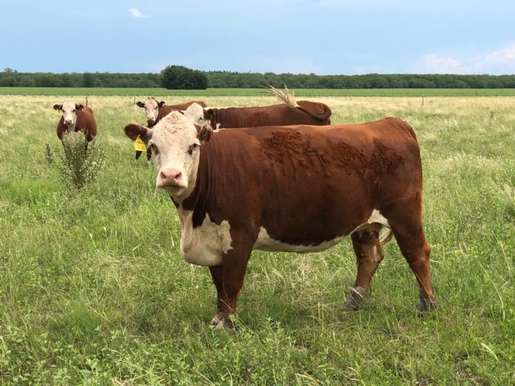 La escasa oferta fortalece los valores del ganado