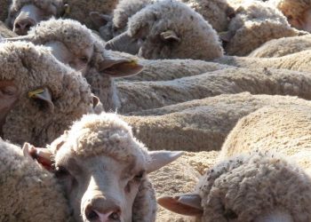 Mercado lanero australiano cerró la semana a US$ 10,40
