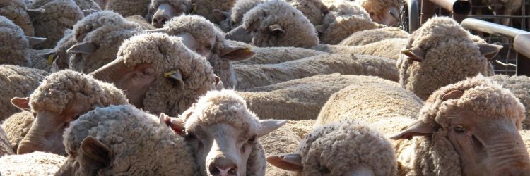 Mercado lanero australiano cerró la semana a US$ 10,40