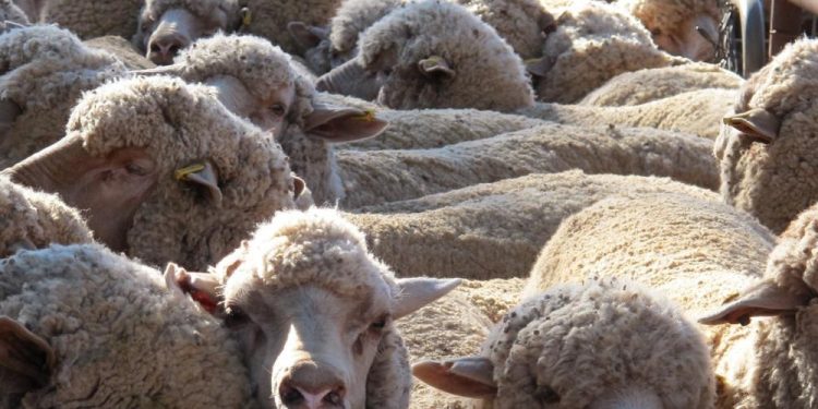 Mercado lanero australiano cerró la semana a US$ 10,40