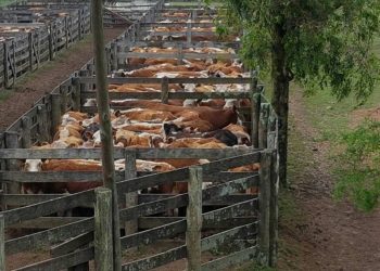 Jorge Strauch: El agua empujó y recuperó los precios de la reposición