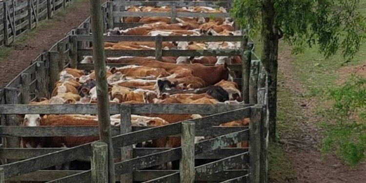 Jorge Strauch: El agua empujó y recuperó los precios de la reposición