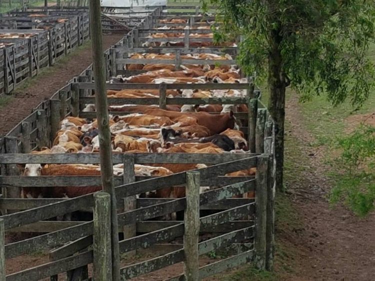 Jorge Strauch: El agua empujó y recuperó los precios de la reposición