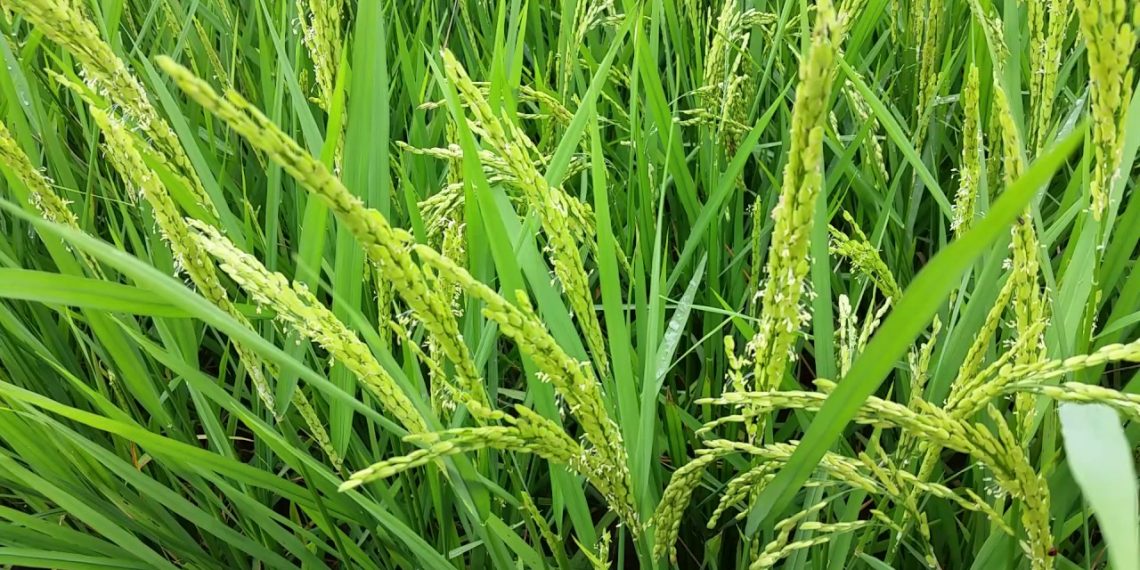 Alfredo Lago: “los arroceros aspiramos a un buen año productivo”