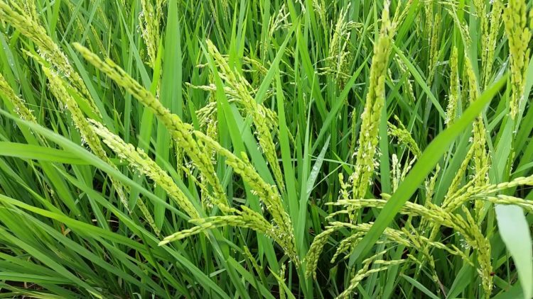 Alfredo Lago: “los arroceros aspiramos a un buen año productivo”