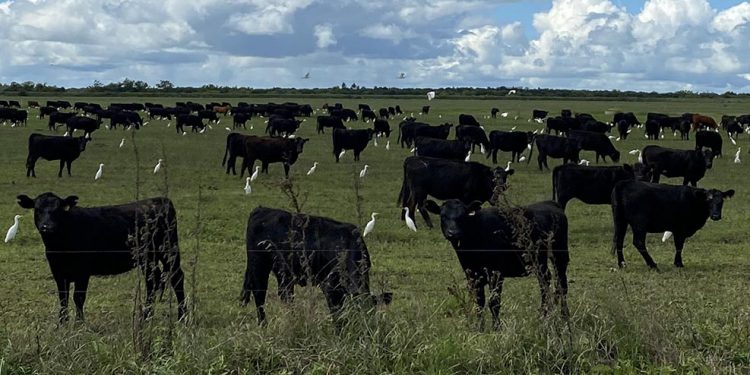 Dichos de Bill Gates sobre la carne generan amplio rechazo en Uruguay