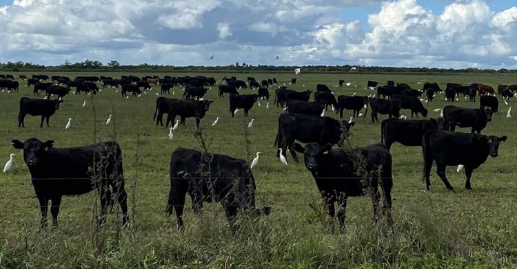 Dichos de Bill Gates sobre la carne generan amplio rechazo en Uruguay
