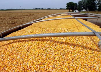 Por la caída de la producción, Uruguay debería aumentar su importación de maíz