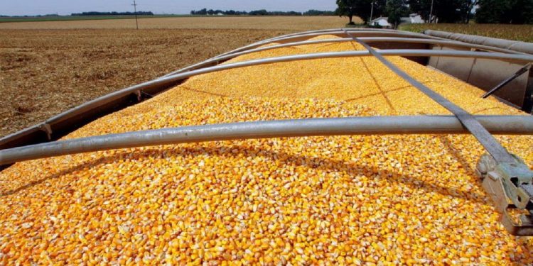 Por la caída de la producción, Uruguay debería aumentar su importación de maíz