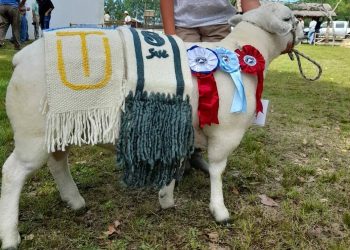 En la Expo Ovina 2021 se remataron 84 ejemplares por US$ 40.205 en total