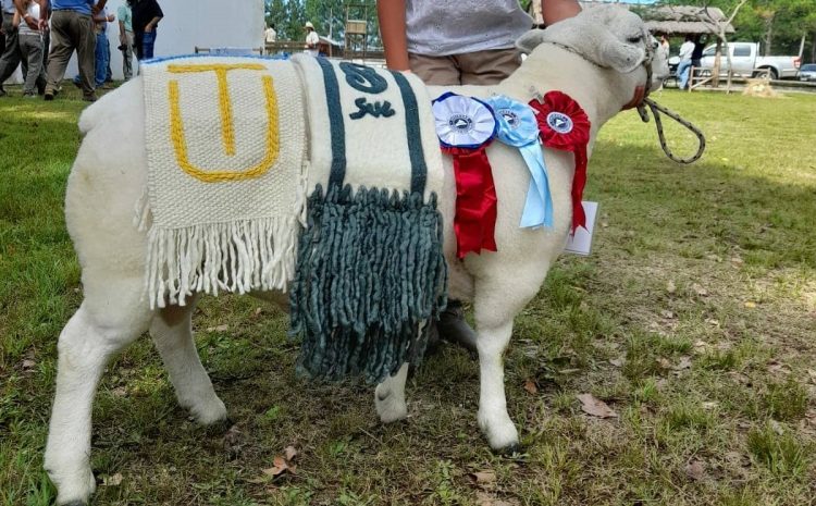 En la Expo Ovina 2021 se remataron 84 ejemplares por US$ 40.205 en total