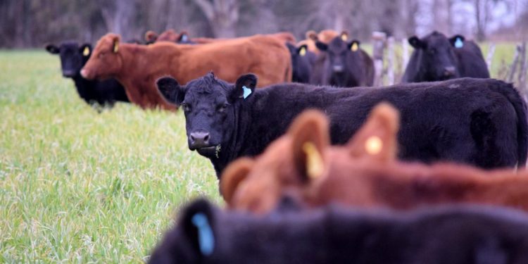 Con subas se afirma el mercado de haciendas