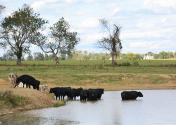 El mercado de haciendas se afirma en todas las categorías