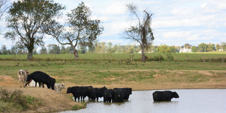 El mercado de haciendas se afirma en todas las categorías