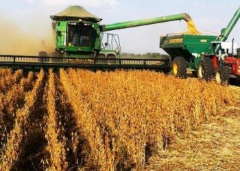 MGAP exhorta a extremar cuidados para evitar contaminación de la cosecha de soja