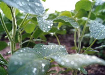 La Niña se debilita, pero en muchos casos sus efectos son irreversibles