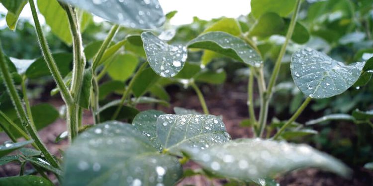 La Niña se debilita, pero en muchos casos sus efectos son irreversibles