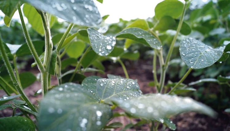 La Niña se debilita, pero en muchos casos sus efectos son irreversibles