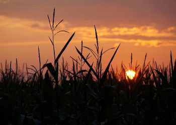 El maíz de primera fue el cultivo más afectado por la falta de agua