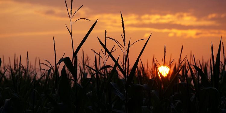 El maíz de primera fue el cultivo más afectado por la falta de agua