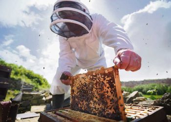 El sector apícola se mantiene pese a la baja de productores