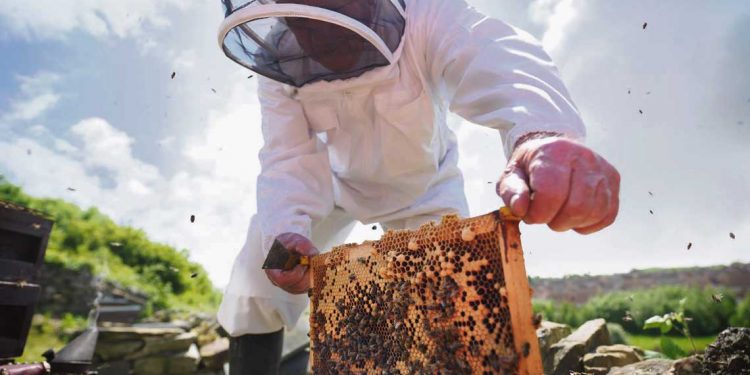 El sector apícola se mantiene pese a la baja de productores