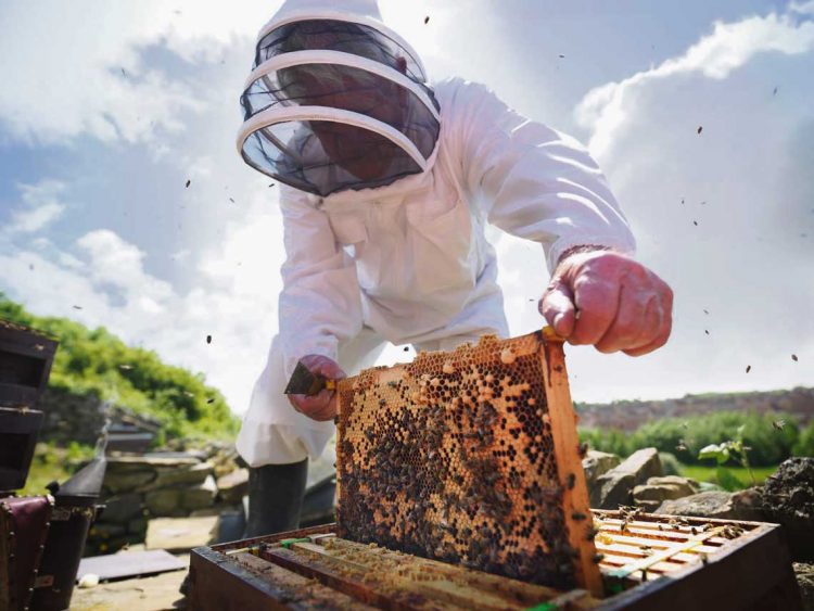 El sector apícola se mantiene pese a la baja de productores