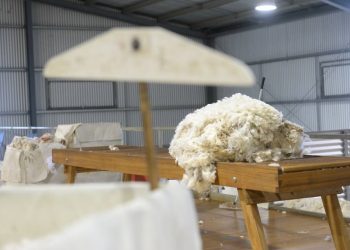 Central Lanera Uruguaya procesó y exportó la lana más fina de la historia del Uruguay