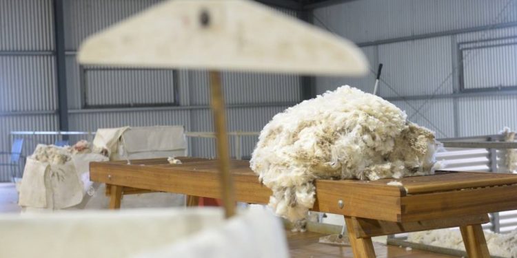 Central Lanera Uruguaya procesó y exportó la lana más fina de la historia del Uruguay