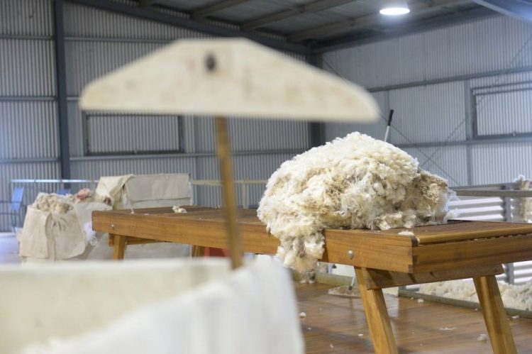 Central Lanera Uruguaya procesó y exportó la lana más fina de la historia del Uruguay