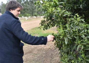 La granja debe exportar el trabajo de los uruguayos