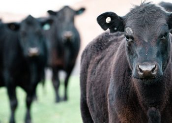 Con una faena que sorprendió, los precios tuvieron tendencia a caer